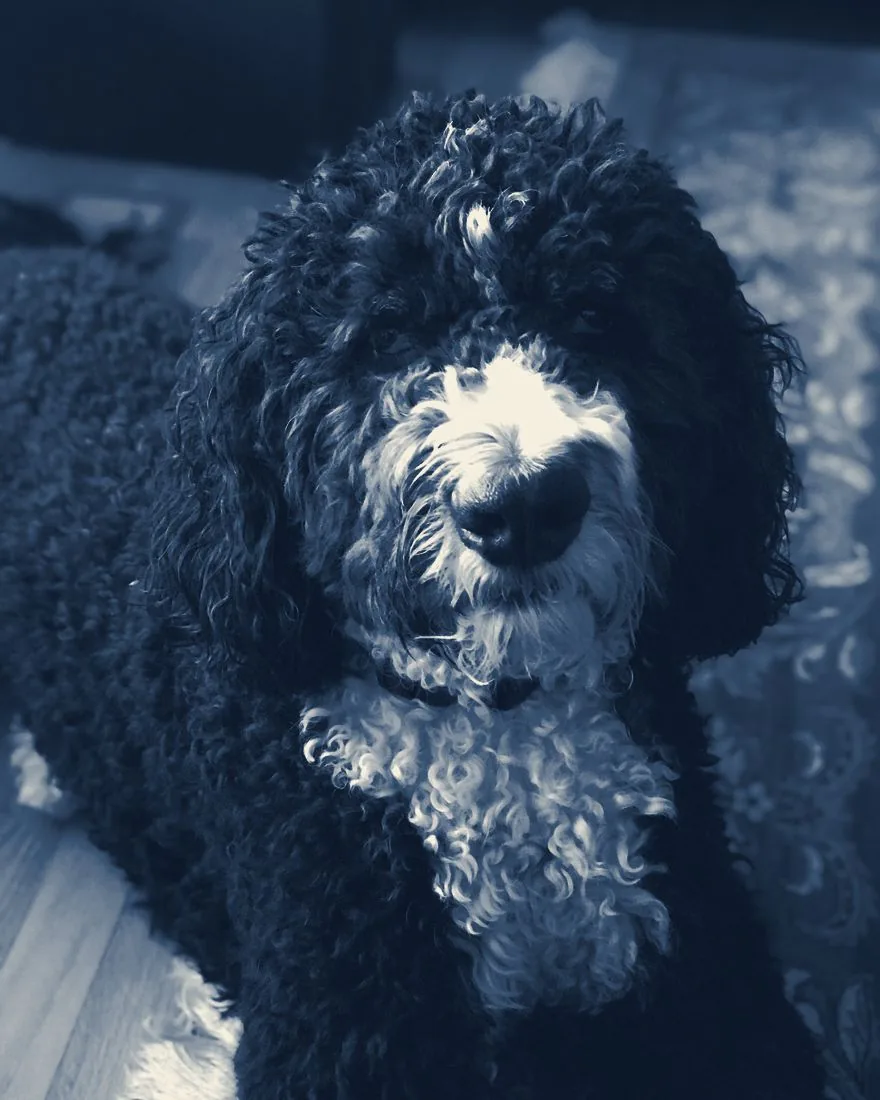 Mowgli, the family&rsquo;s Bernedoodle, remembered in a navy duotone portrait